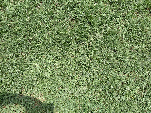 结缕草草坪图片