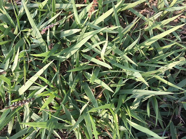 结缕草草坪图片 结缕草草坪图片