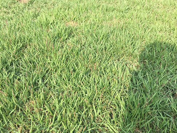 结缕草草坪图片 结缕草草坪图片
