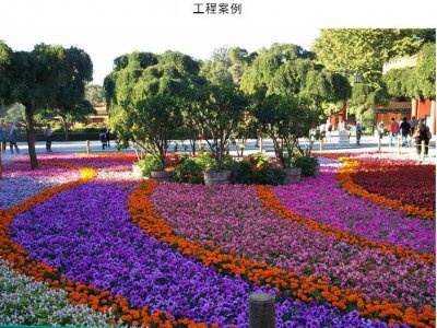 <b>中颖园林告诉你:景观花海工程要怎么建立特色开发模式？</b>