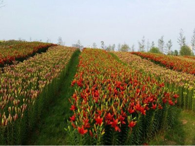 <b>我们今天就围绕景观花海工程的5种开发模式进行探讨</b>