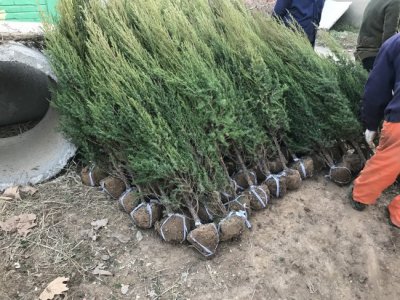 关于刺柏你知道应该怎么去种植吗?