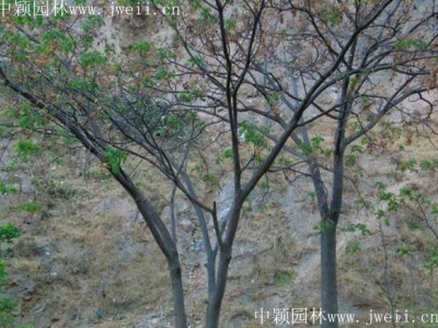 对于合欢树你了解多少?看了这篇文章就知道了