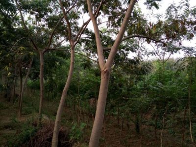 对于选择种植合欢树的土壤要了解的这三点