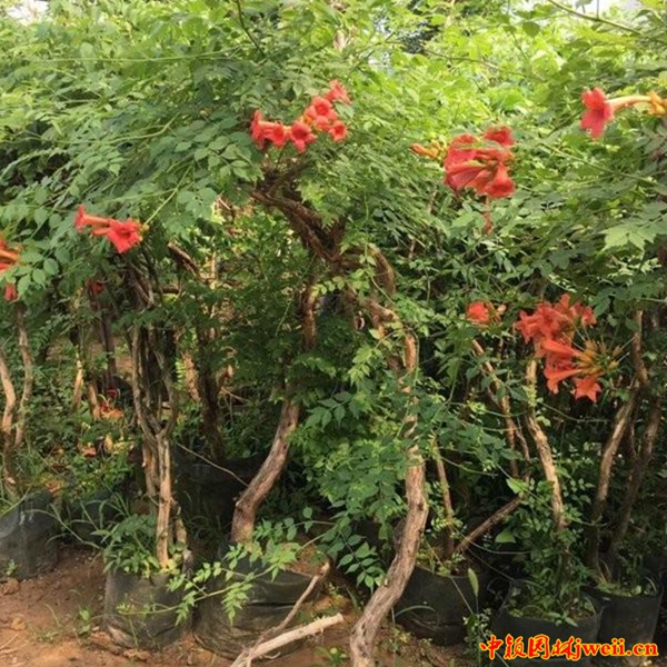 1595228622772594.jpg 凌霄21_副本_副本.jpg