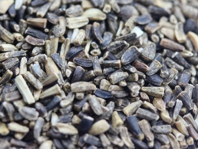 菊苣一年可以收割几茬？