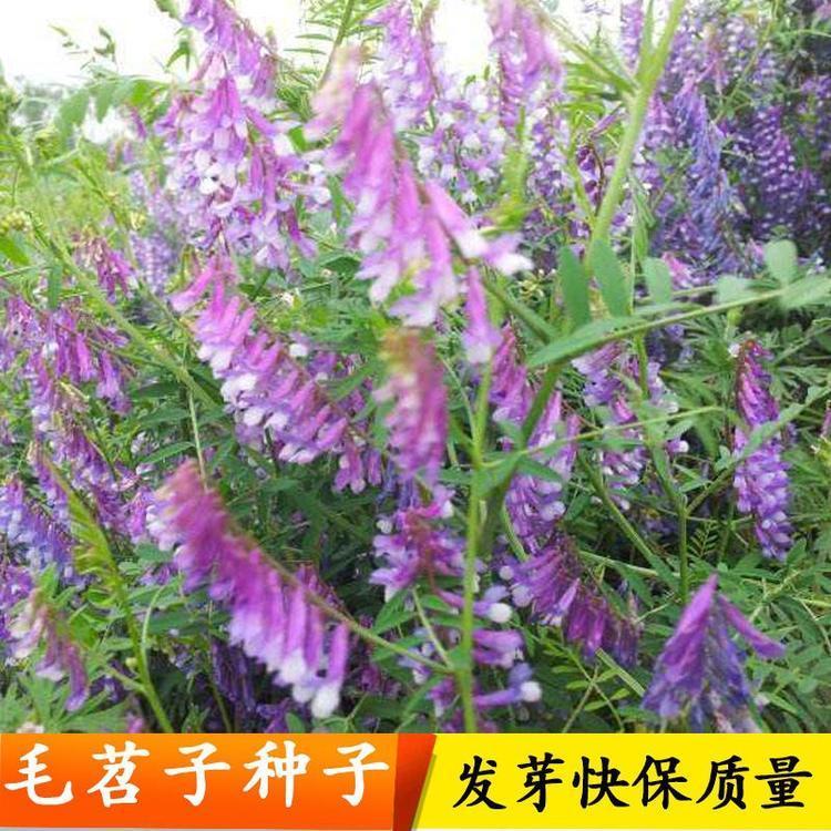 1595901077222147.jpg 进口草坪种子