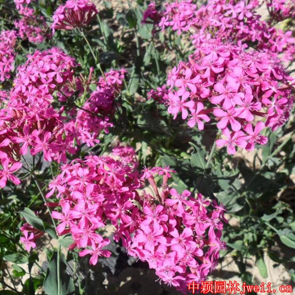 1595918730538213.jpg 高雪轮6_副本.jpg