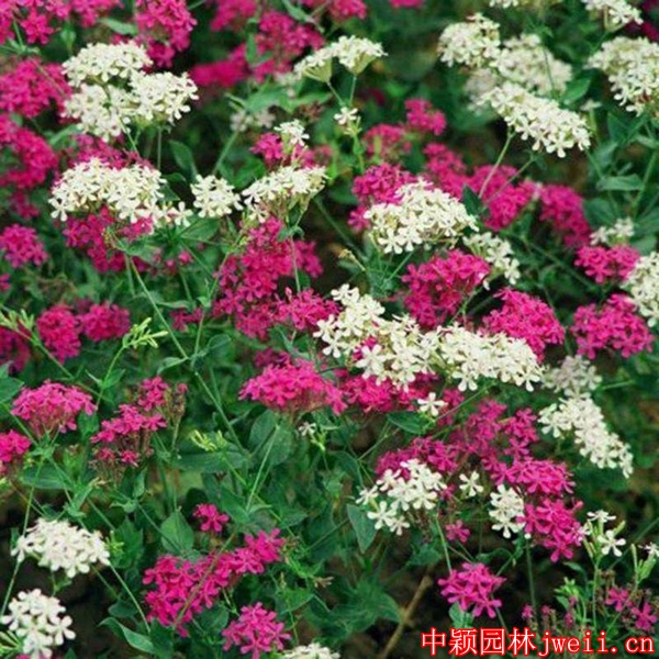 1595918737417081.jpg 高雪轮2_副本.jpg
