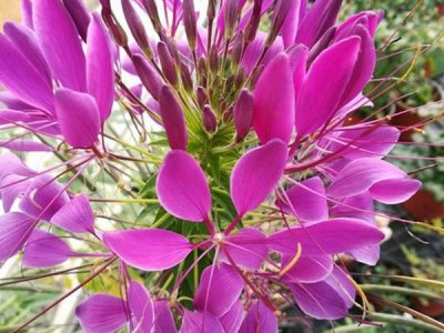 醉蝶花种子