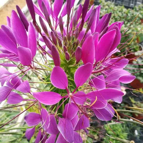1596158903125694.jpg 醉蝶花5_副本.jpg