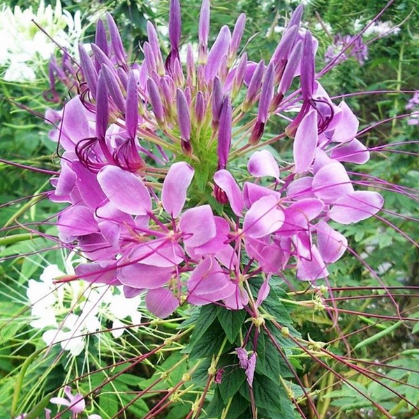 1596158917425390.jpg 醉蝶花_副本.jpg