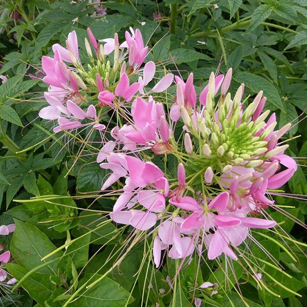 1596158951658334.jpg 醉蝶花6_副本.jpg