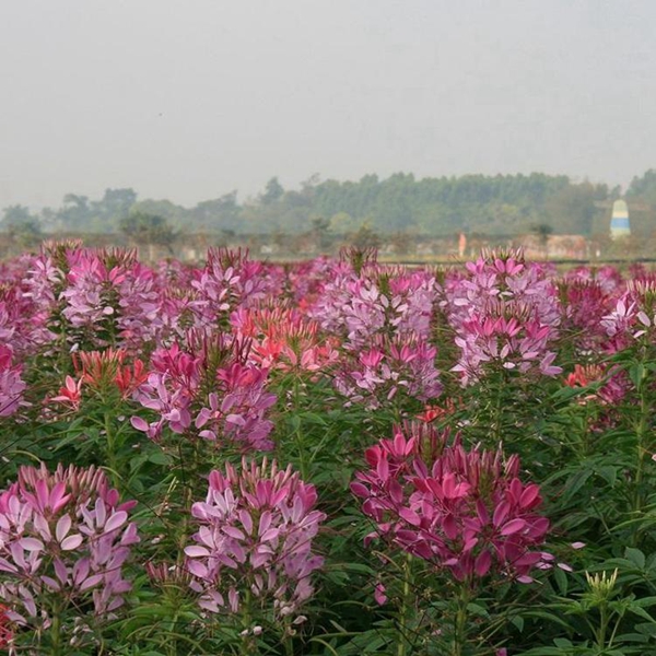 1596158971982441.jpg 醉蝶花7_副本.jpg