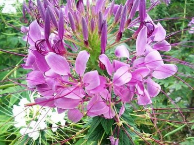 醉蝶花的养殖方法及注意事项