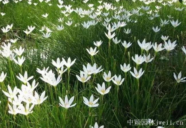 1596422274270296.jpg 葱兰.jpg