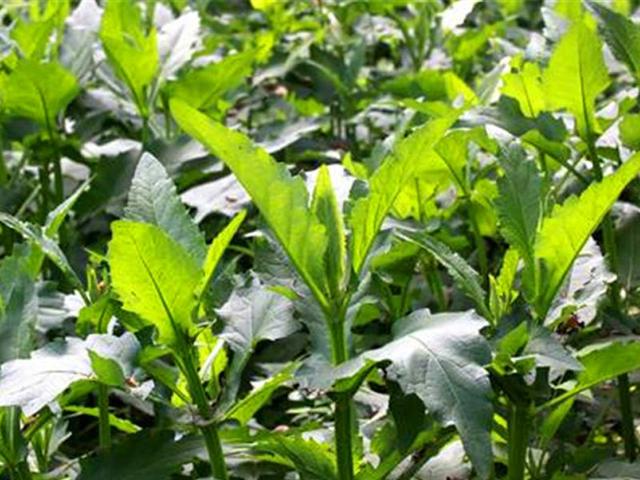 串叶松香草的主要价值介绍以及栽培技术介绍 串叶松香草的主要价值介绍以及栽培技术介绍