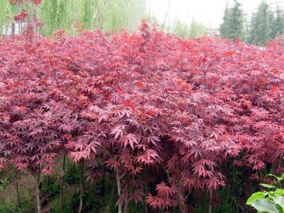 种植红枫时需要了解哪些注意内容