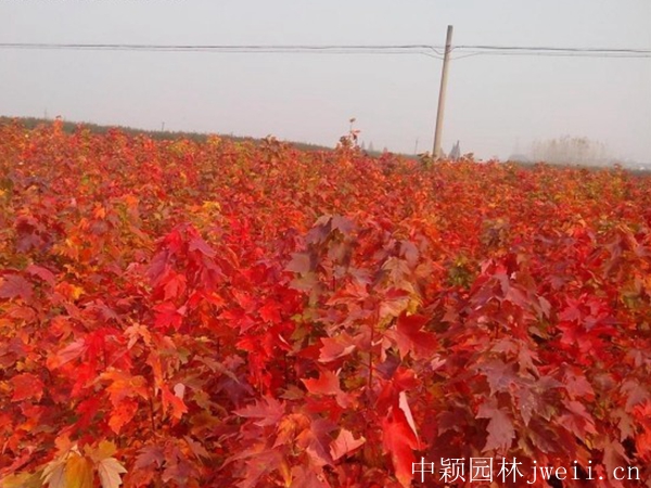 1596698813105096.jpg 红枫3.jpg