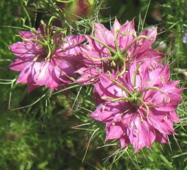 1596768407613601.jpg 2黑种草600.jpg