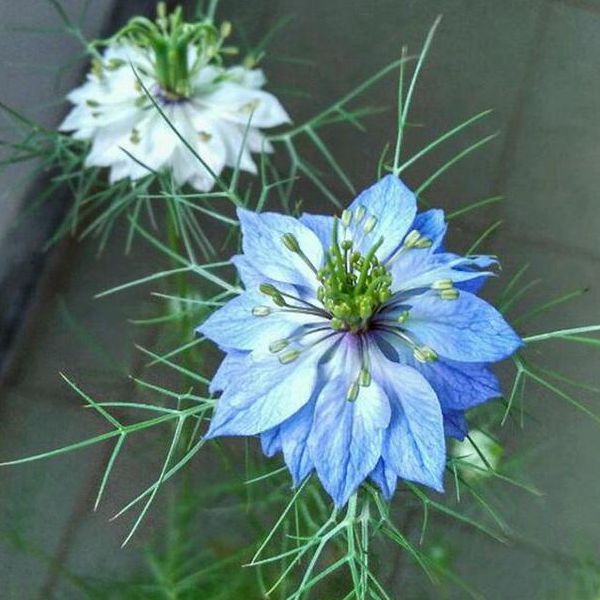 1596768412866744.jpg 3黑种草600.jpg