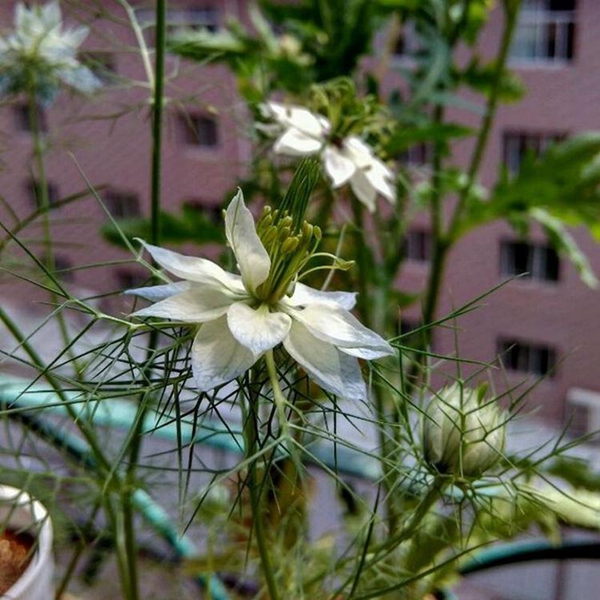 1596768803224980.jpg 黑种草3_副本.jpg
