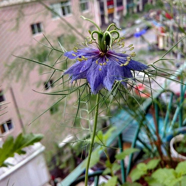 1596768814141916.jpg 黑种草6_副本.jpg