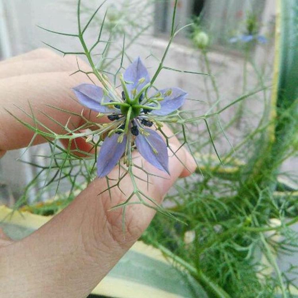 1596768834997339.jpg 黑种草17_副本.jpg