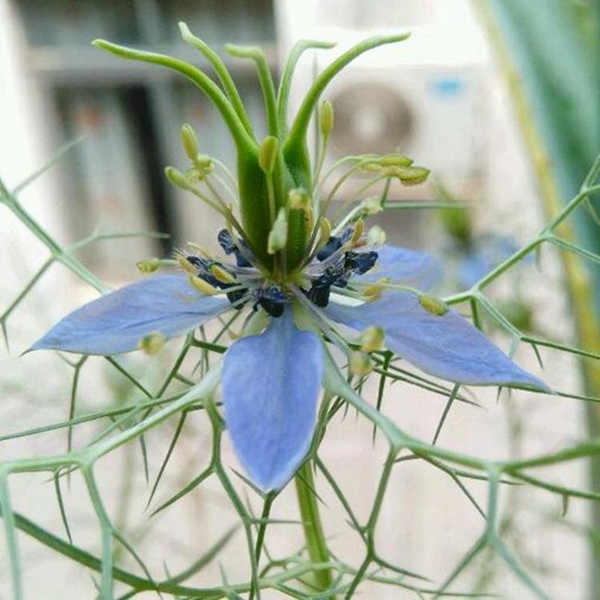 1596768844340747.jpg 黑种草19_副本.jpg