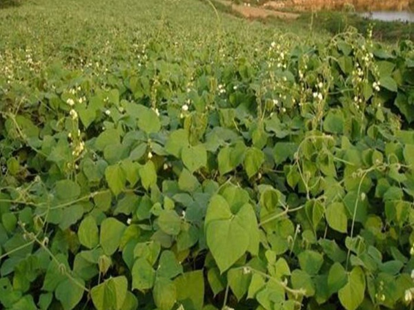 拉巴豆种子1.jpg