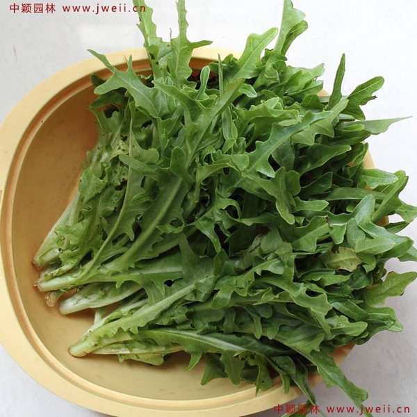 1597153343423238.jpg 苦荬菜5_副本.jpg