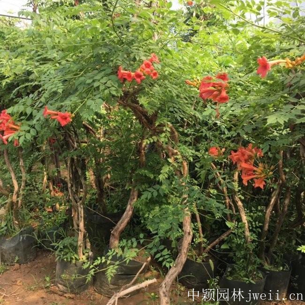 1597195562135461.jpg 凌霄花3.jpg