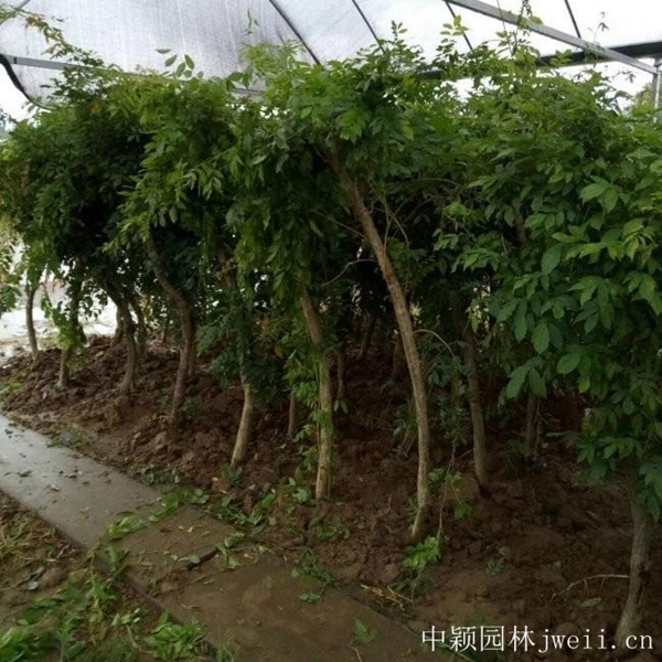 1597195581215066.jpg 凌霄花2.jpg
