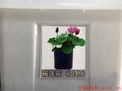 碗莲花的种植方式