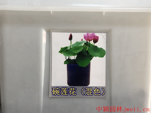 碗莲花_副本.jpg