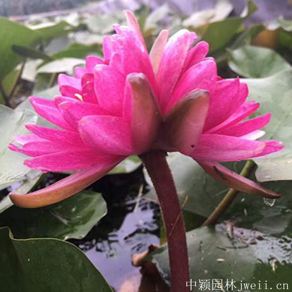 碗莲10_副本.jpg