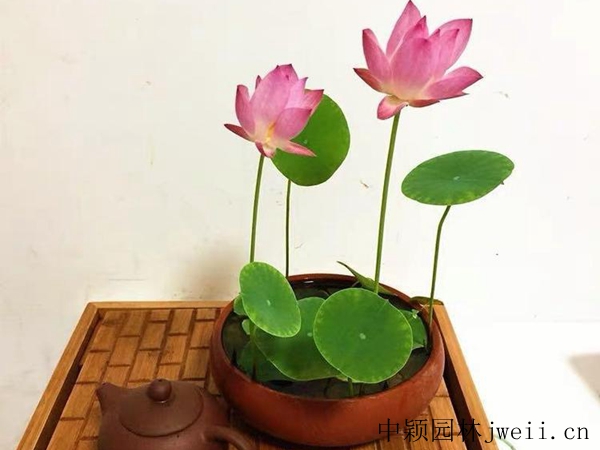 碗莲15_副本_副本.jpg