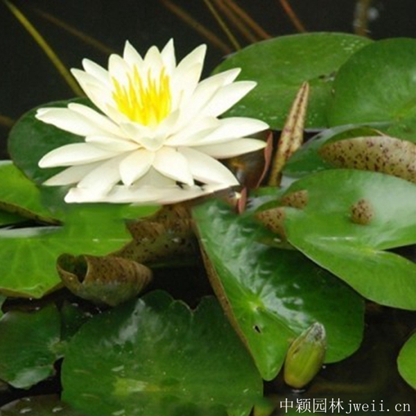 1598062469554688.jpg 碗莲花7_副本.jpg