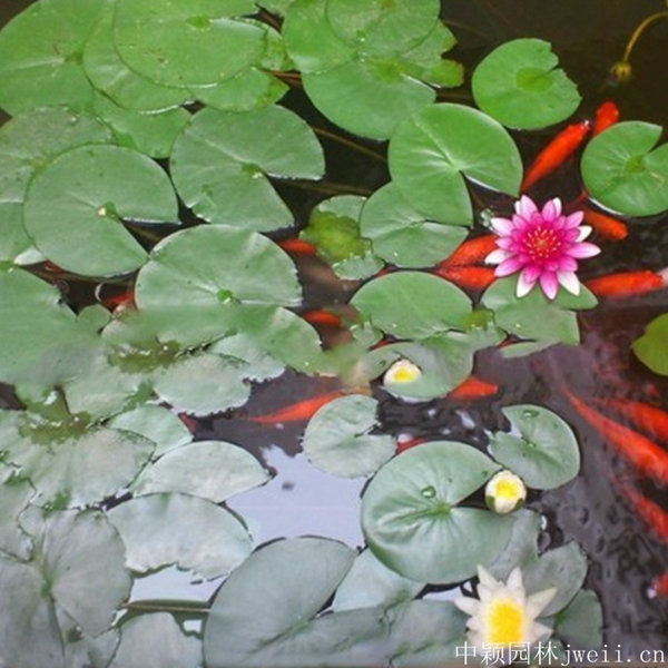 碗莲花4_副本.jpg