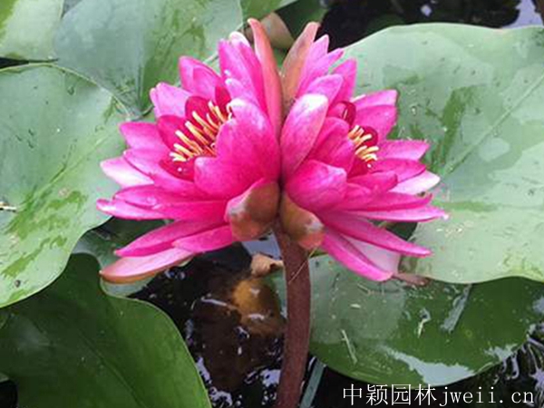碗莲9_副本.jpg