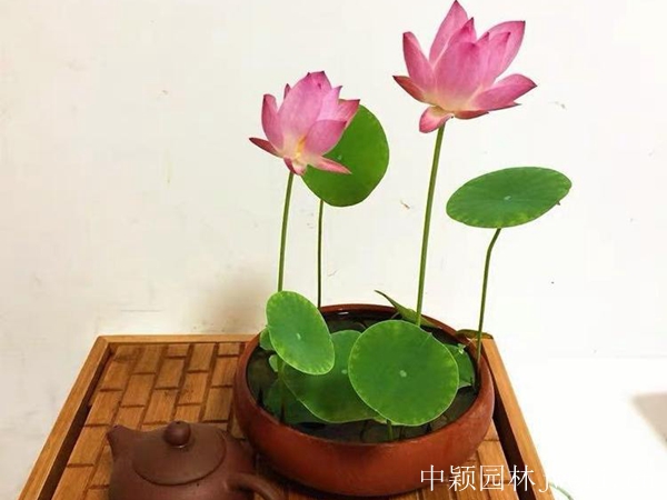 碗莲15_副本.jpg