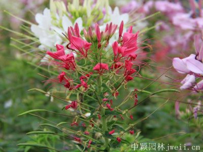 醉蝶花种子的播种和发芽时间
