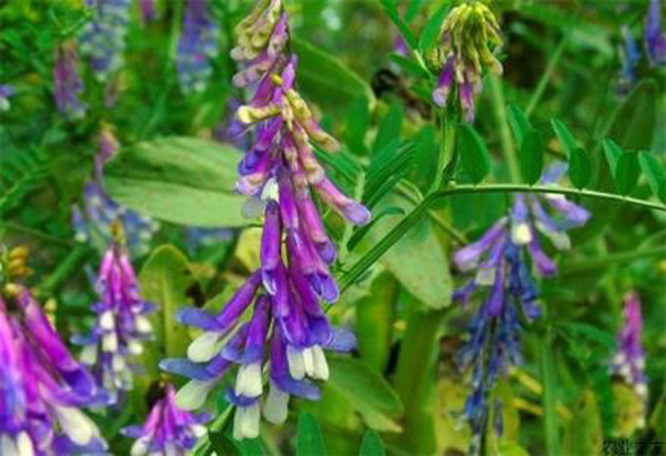 紫花苕种子图片