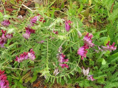 光叶紫花苕种子价格 种植方法