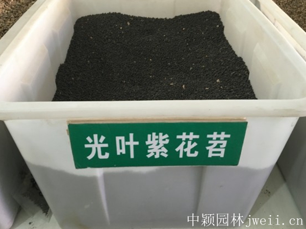 1598885125882252.jpg 光叶紫花苕.jpg