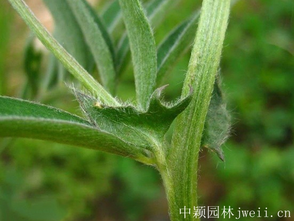 1598885168253772.jpg 光叶紫花苕4.jpg