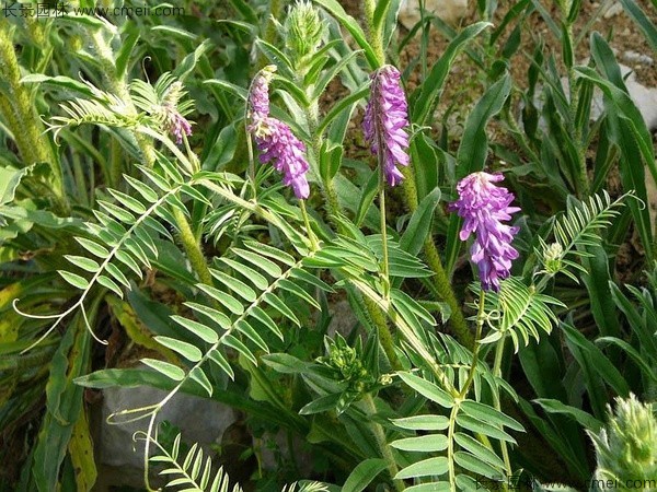 光叶紫花苕7.jpg