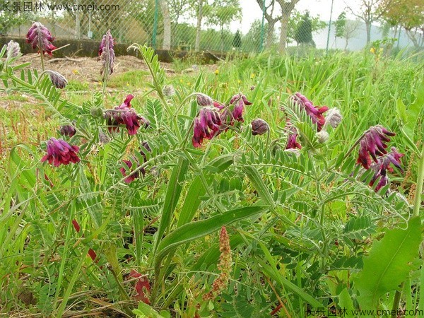 光叶紫花苕8.jpg