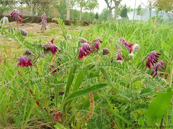 1598885187244222.jpg 光叶紫花苕8.jpg