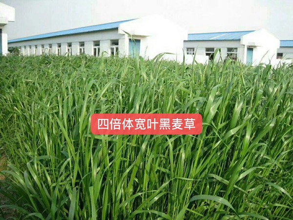 1599201858412370.jpg 多倍体黑麦草种子2.jpg